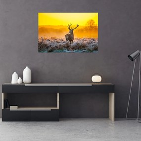 Tablou - Cerb la răsăritul soarelui (90x60 cm)