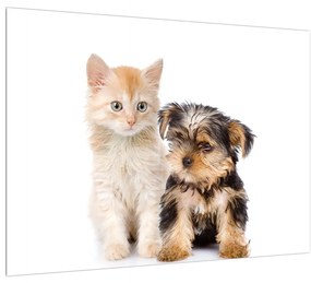 Tablou câine și pisica (70x50 cm), în 40 de alte dimensiuni noi