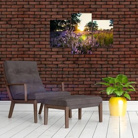 Tablou - Câmp cu lavandă (90x60 cm)