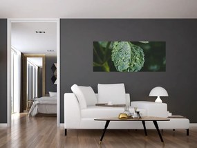 Tablou - picături pe frunză (120x50 cm)