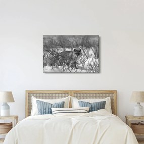 Tablou - Vulpe în timpul iernii (90x60 cm)