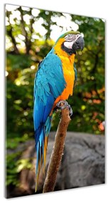 Fotografie imprimată pe sticlă Ara papagal