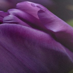 Tablou cu flori de lalele (120x50 cm)