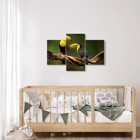 Tablou tucani sezând , Costa Rica (90x60 cm)