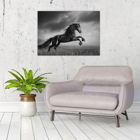 Tablou - Cal alb și negru (70x50 cm)