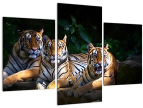 Tablou - Tigrii frați (90x60 cm)