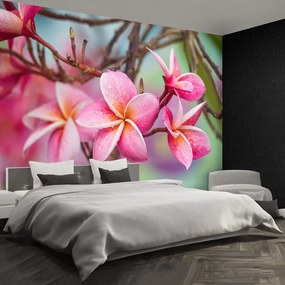Fototapet frangipani roz