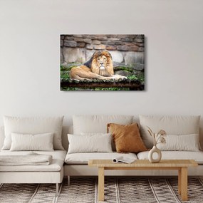 Tablou cu leu (90x60 cm)