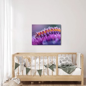 Tablou - Caterpillar (70x50 cm)