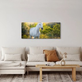 Tablou - Cal alb în poină (120x50 cm)