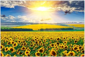 Tablou - Câmp cu floarea soarelui (90x60 cm)