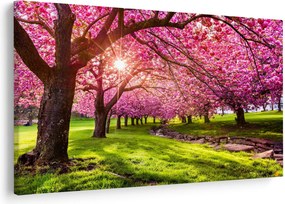 Tablou - Cireși înfloriți, Hurd Park, Dover, New Jersey (90x60 cm)