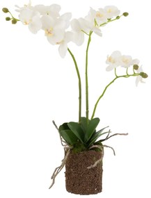 Orhidee alba 30/52/15 cm