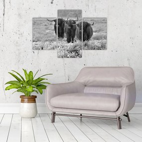 Tablou - Vaci scoțiene (90x60 cm)