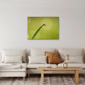 Tablou cu picătură de apă pe iarbă (70x50 cm)