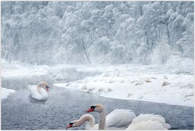 Tablou cu lebăde (90x60 cm)