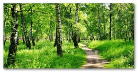 Tablou sticlă acrilică Pădurea de mesteacăn