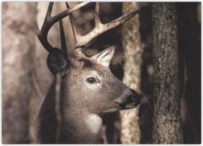 Tablou pe sticlă - Cerb în pădure (70x50 cm)