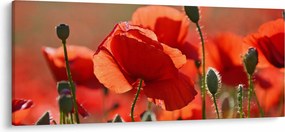Tablou cu flori de maci (120x50 cm)