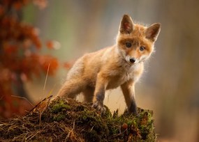 Fotografie Fox, Robert Adamec