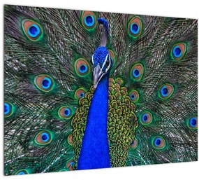 Tablou pe sticlă - Păun (70x50 cm)