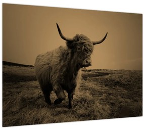 Tablou - Vacă scoțiană pe fugă (70x50 cm)