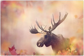 Tablou - Pădure în frunze de toamnă (90x60 cm)