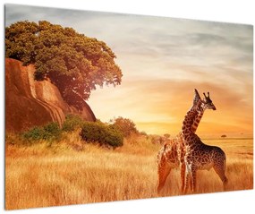 Tablou Girafe în Africa (90x60 cm)