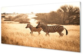 Tablouri acrilice Zebra câmp apus de soare