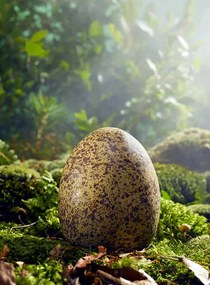 Ilustrație Large Egg in Woods Setting, Jeffrey Coolidge