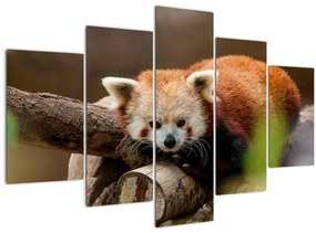 Tablou cu panda roșie (150x105 cm)