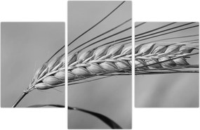Tablou - Grâu,alb-negru (90x60 cm)