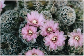 Tablou floare de cactus (90x60 cm)