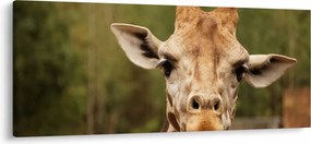 Tablou girafe (120x50 cm)