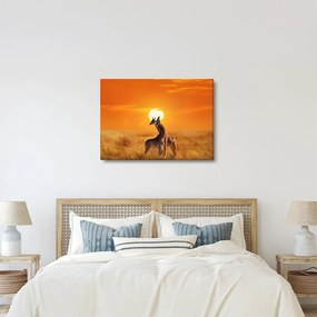 Tablou - Girafe în Parcul Național Serengeti (70x50 cm)