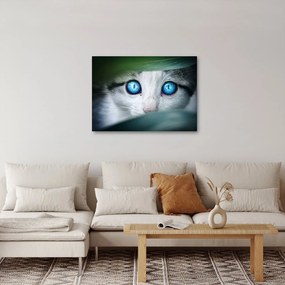 Tablou cu pisica (70x50 cm)