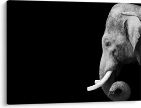 Tablou - Elefant (70x50 cm)
