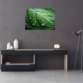Tablou pe sticlă - Detaliu de frunze după ploaie (70x50 cm)