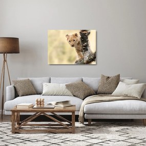 Tablou pe sticlă cu pui de leu (70x50 cm)
