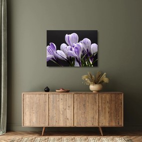 Tablou pe sticlă - Crocus violet (70x50 cm)