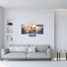 Tablou - Pisici pe podea (90x60 cm)