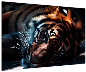 Tablou cu tigrul dormind (90x60 cm)