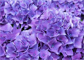 Tablou pe sticlă cu flori violete (70x50 cm)