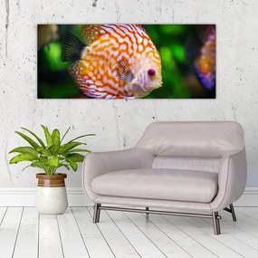 Tablou cu pește (120x50 cm), în 40 de alte dimensiuni noi