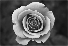 Tablou - Trandafir (90x60 cm)