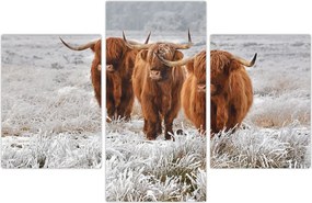 Tablou - Vaci scoțiene (90x60 cm)