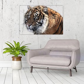 Tablou cu tigrul (90x60 cm)