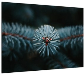 Tablou pe sticlă -Crenguțe ale unui conifer (70x50 cm)