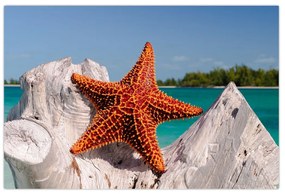 Tablou cu stea de mare (90x60 cm)
