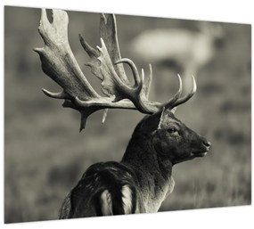 Tablou pe sticlă - Cerb (70x50 cm)